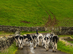 INOCULANTE PARA PASTURAS