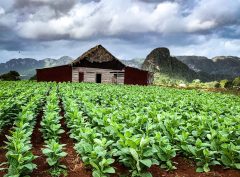 INOCULANTE PARA TABACO Y CAÑA DE AZÚCAR